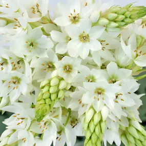 White Star of Bethlehem Flowers