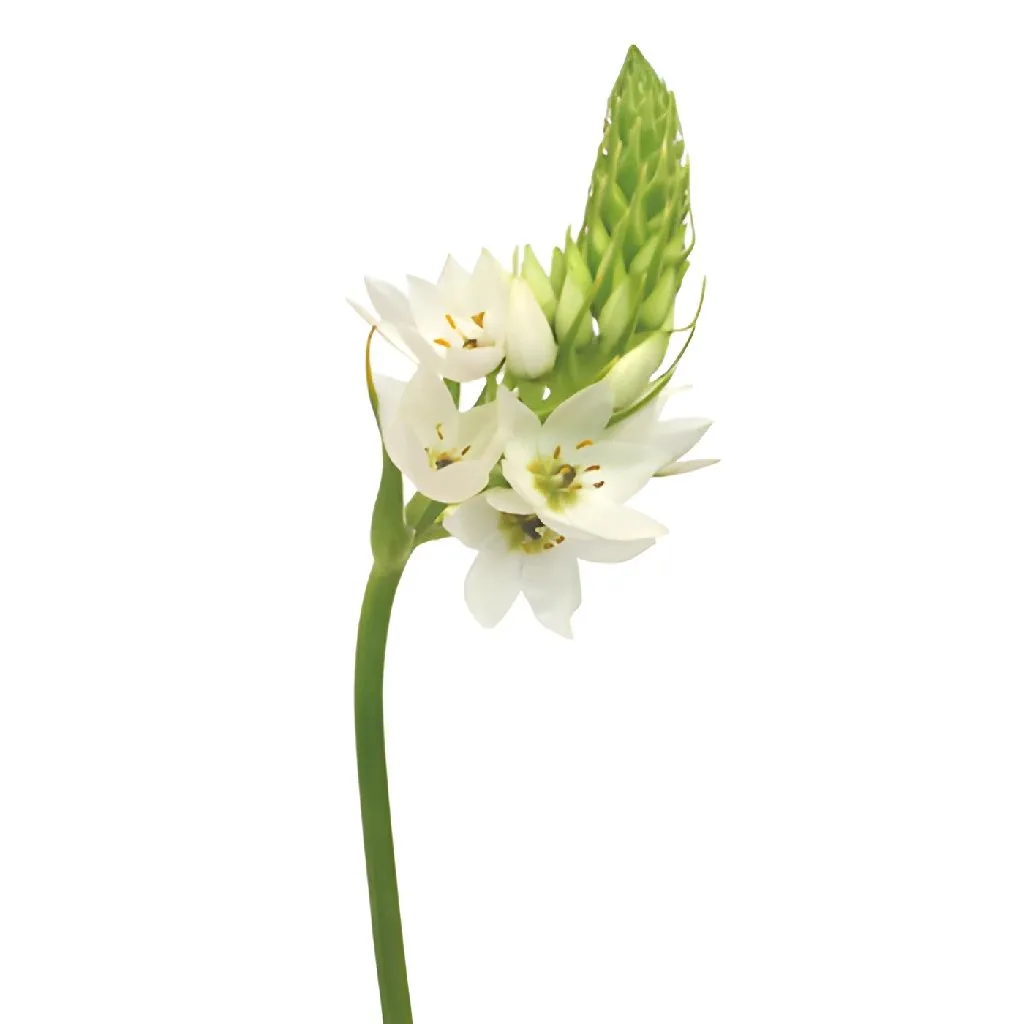 White Star of Bethlehem Flowers