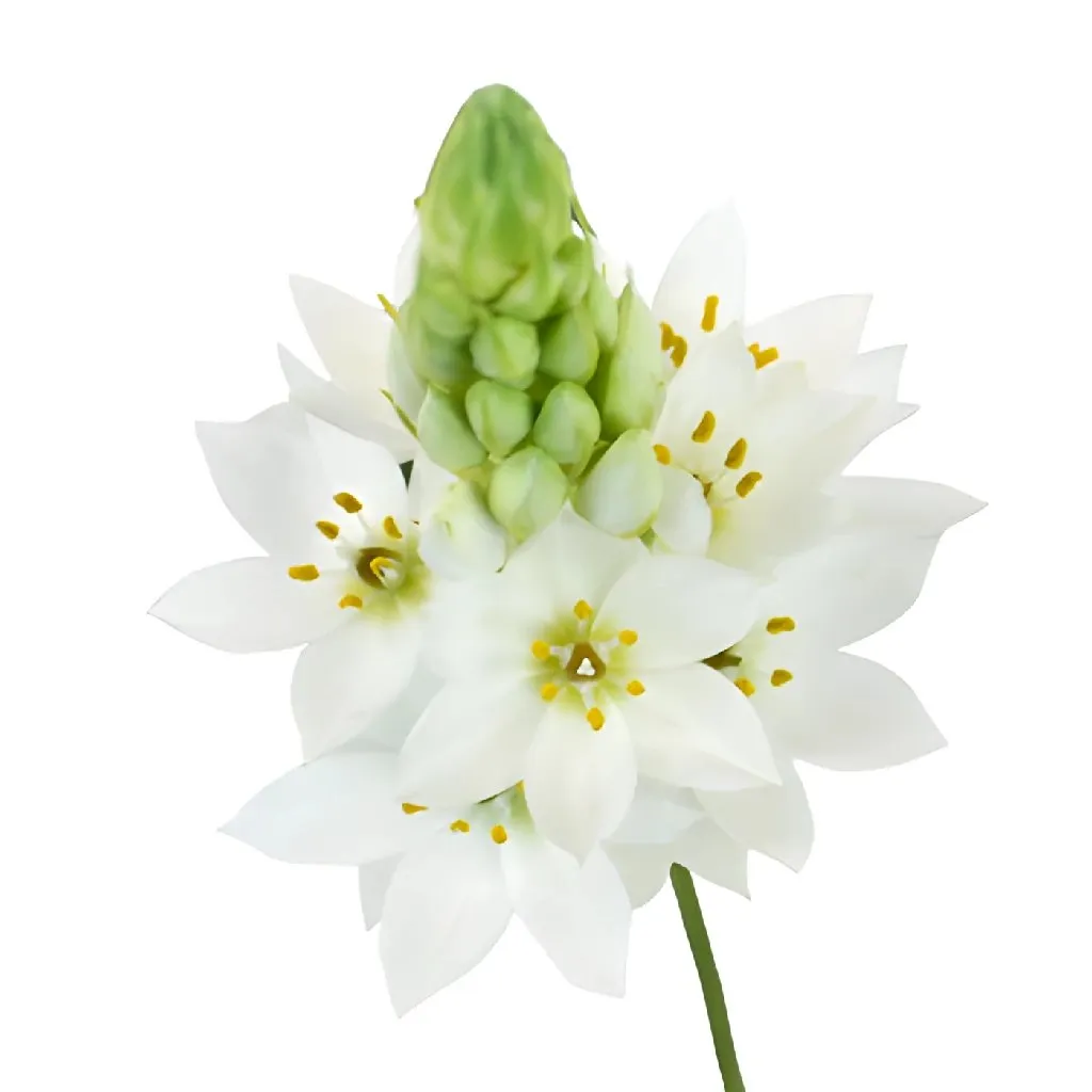 White Star of Bethlehem Flowers