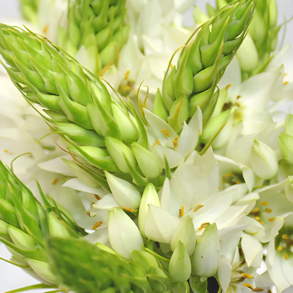 White Star of Bethlehem Flowers