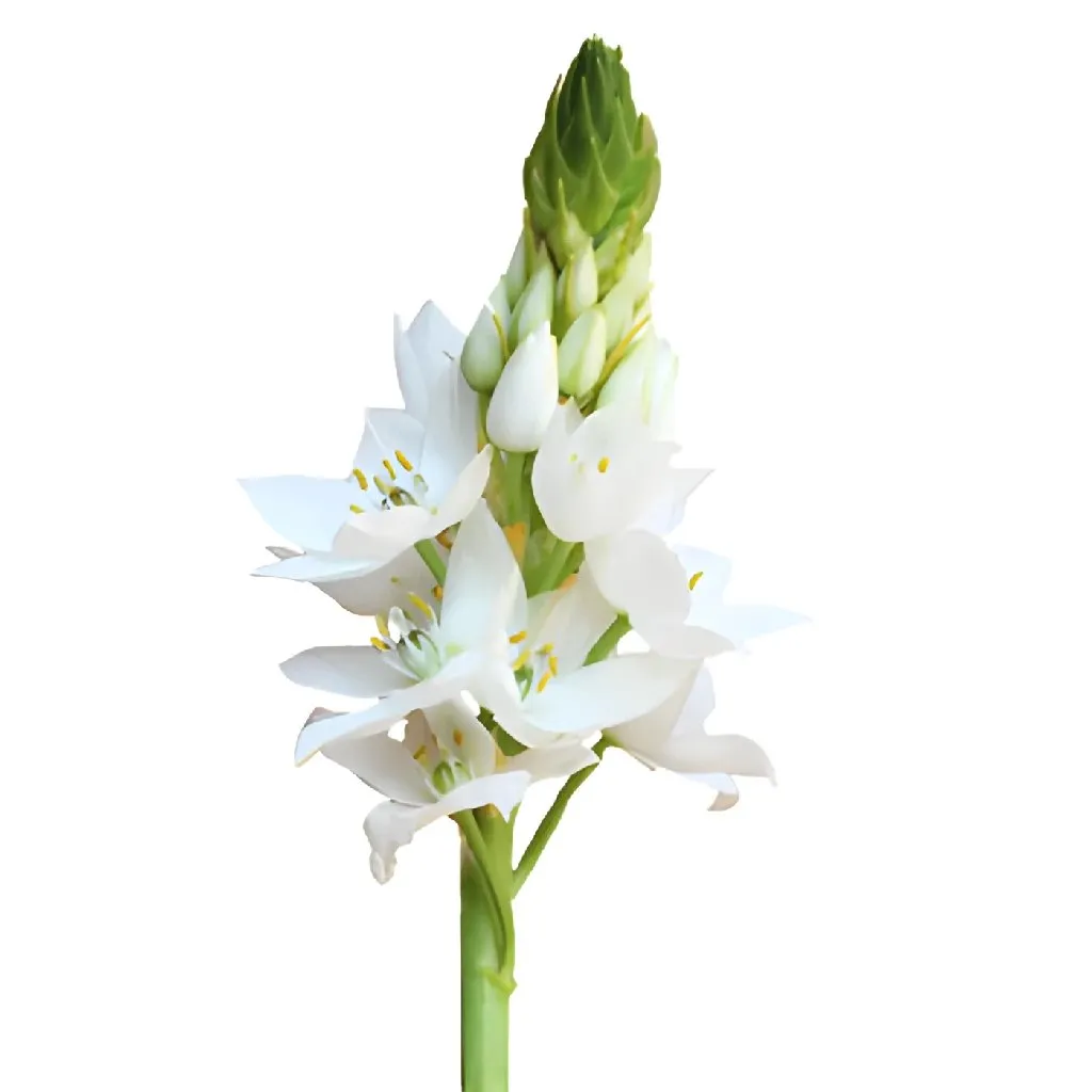 White Star of Bethlehem Flowers