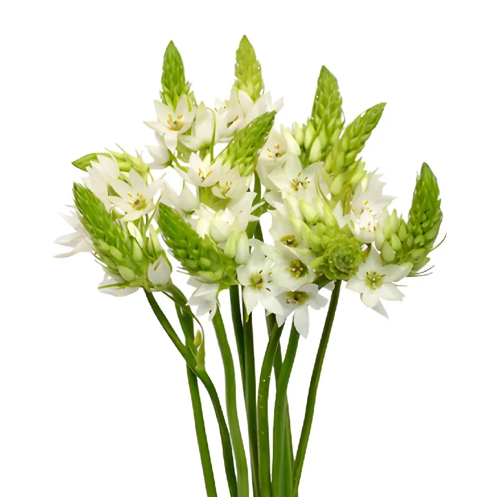 White Star of Bethlehem Flowers