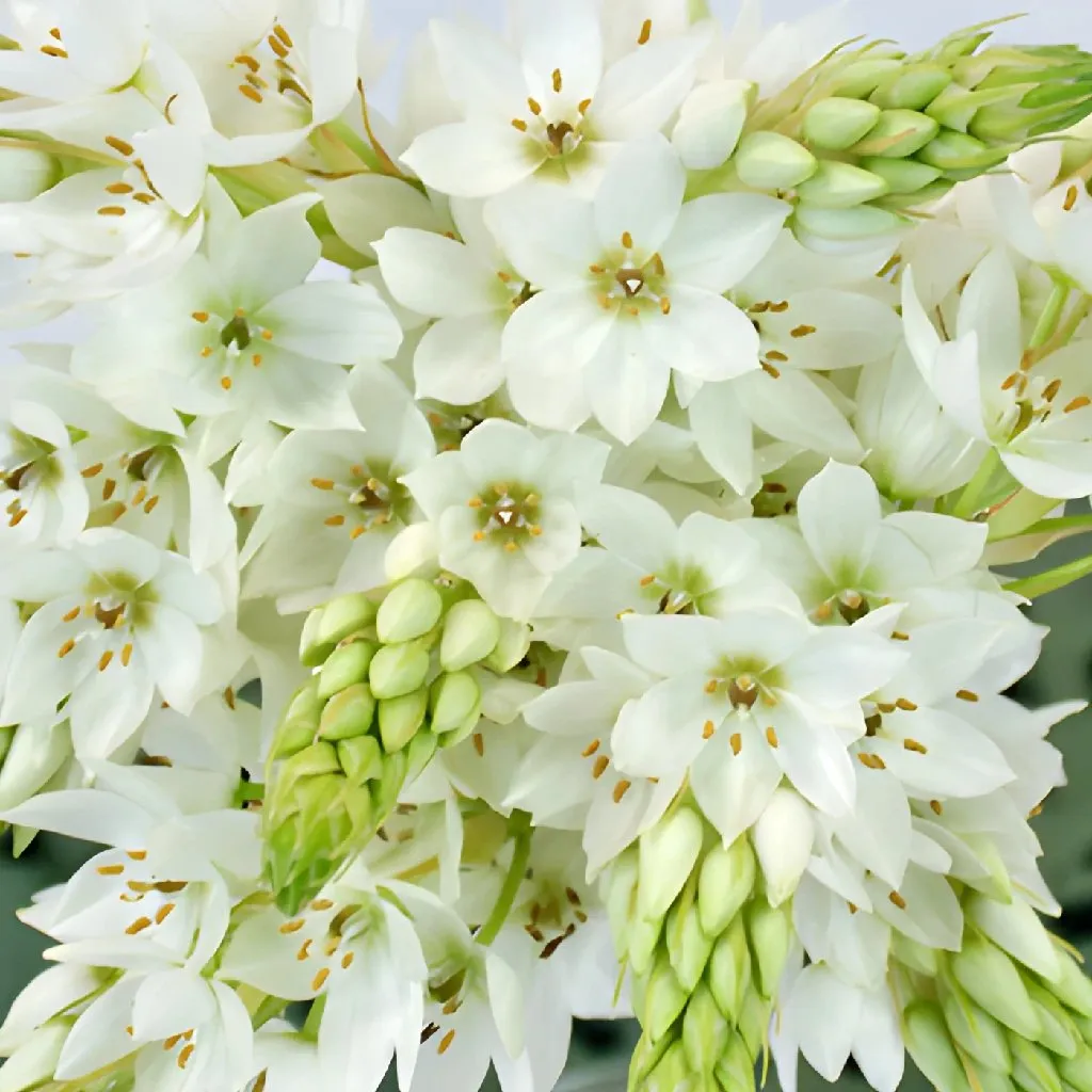 White Star of Bethlehem Flowers