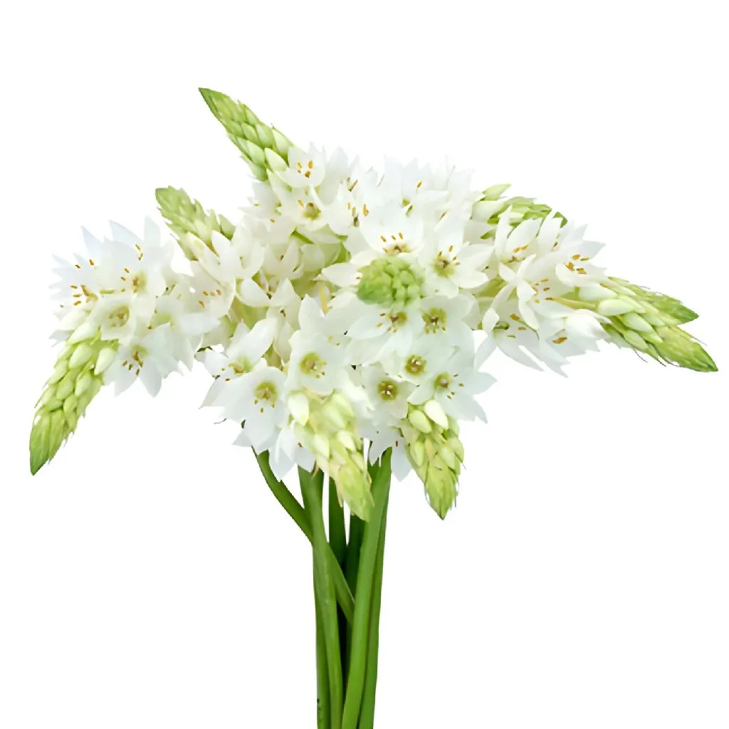 White Star of Bethlehem Flowers